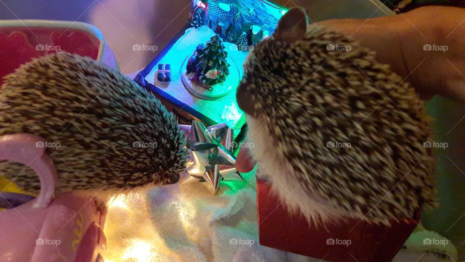 Hedgehogs Christmas
