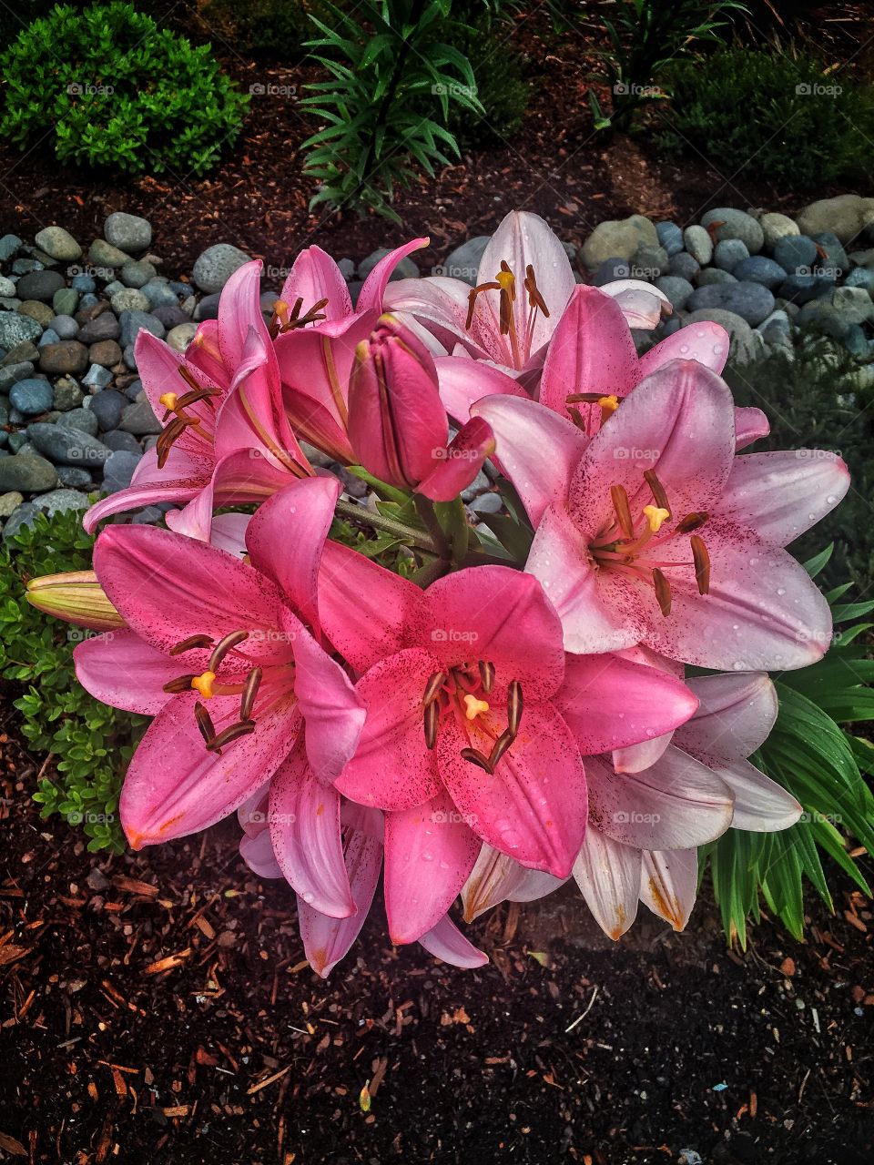 Lilium 'Tiny Ghost' Flower