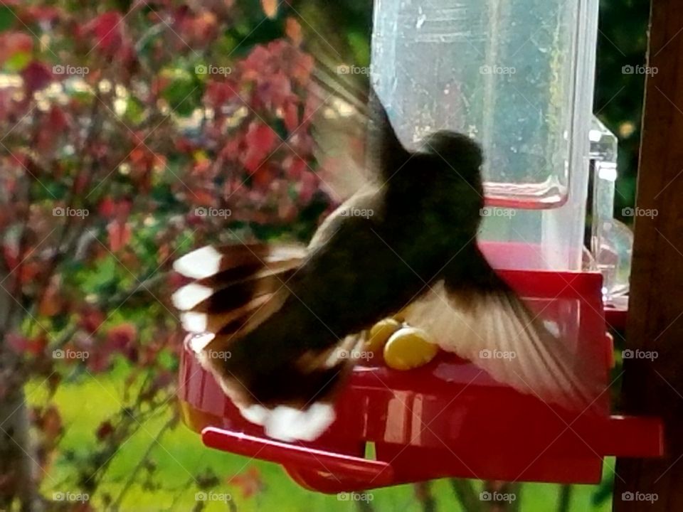 Feeding time for the Humming birds
