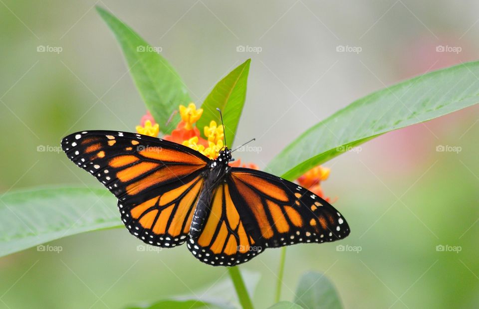 Monarch Butterfly