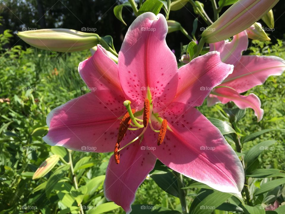 Pink lily 
