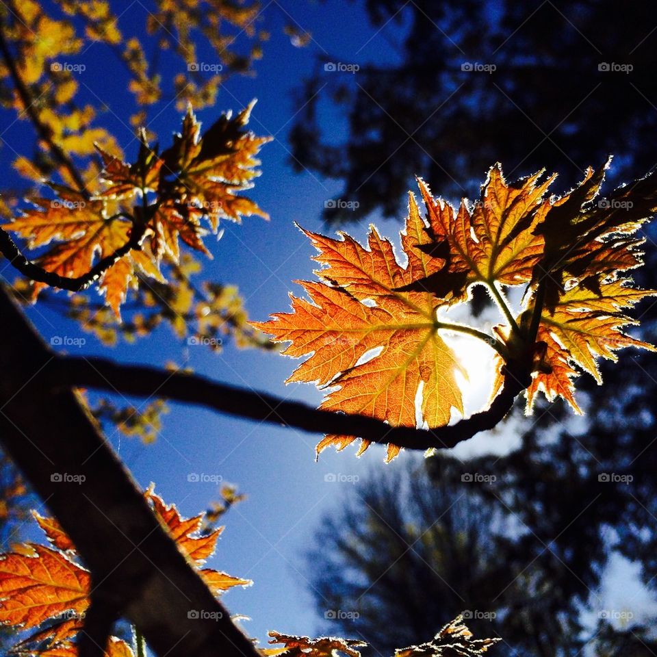 Leaves