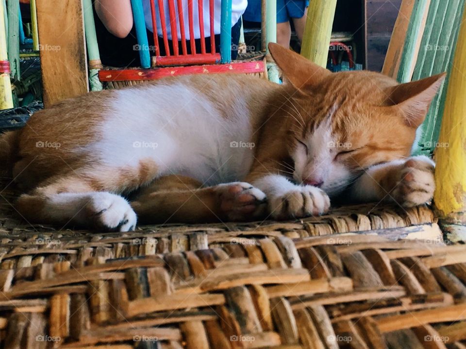 This cute cat was sleeping in a chair beside me while everyone was enjoying their lunch by the beach.