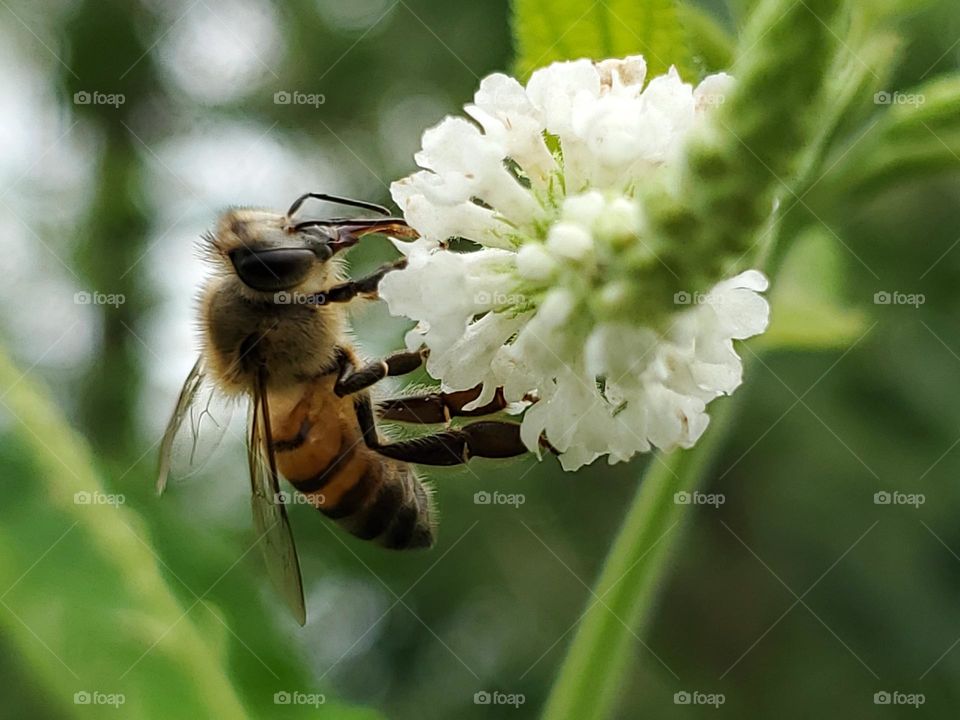 Western honeybee feeding on sweet almond verbena nectar