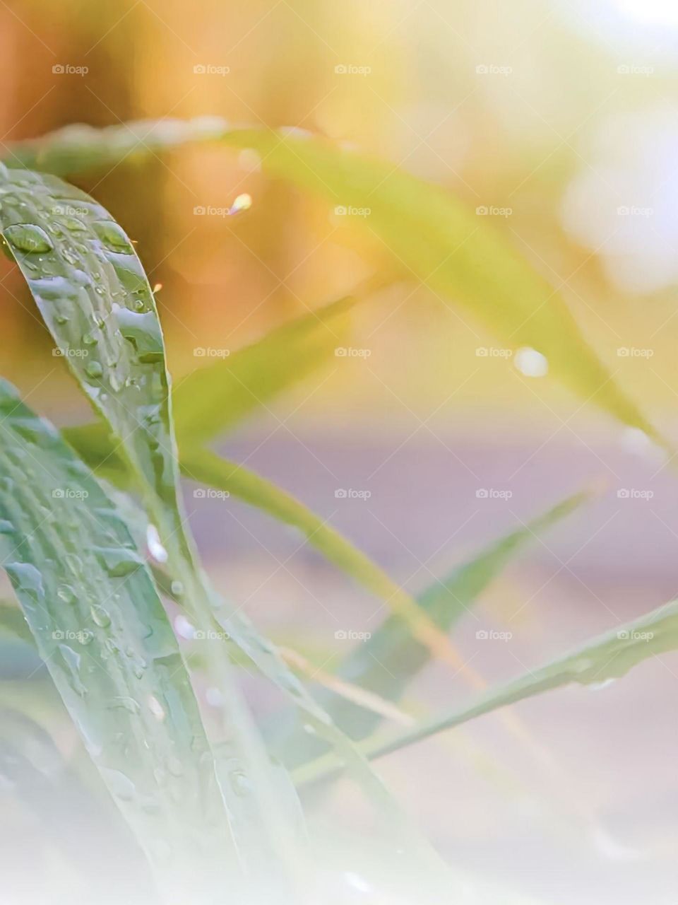 Close-up of several wet leaves, with clearly visible water droplets on their surface, and a blurry, colorful background