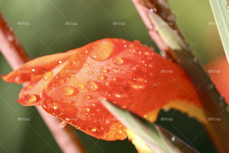 Close-up bird of paradise flower after a tropical rainfall 