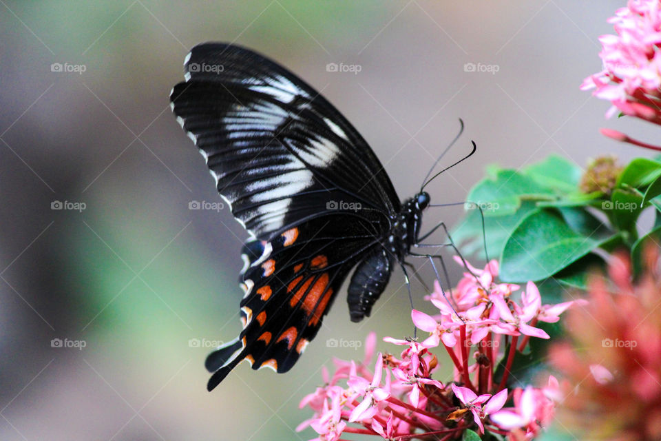 Beautiful butterfly