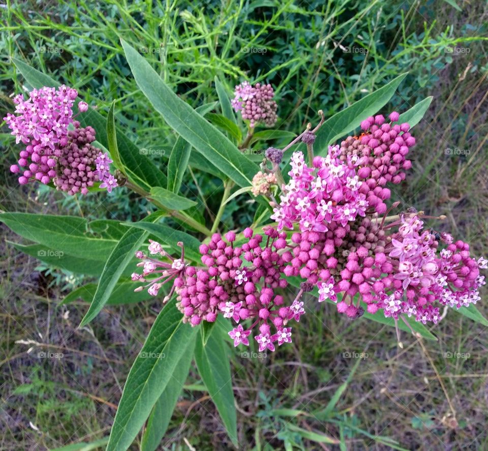 Overhead view of a flower and bud