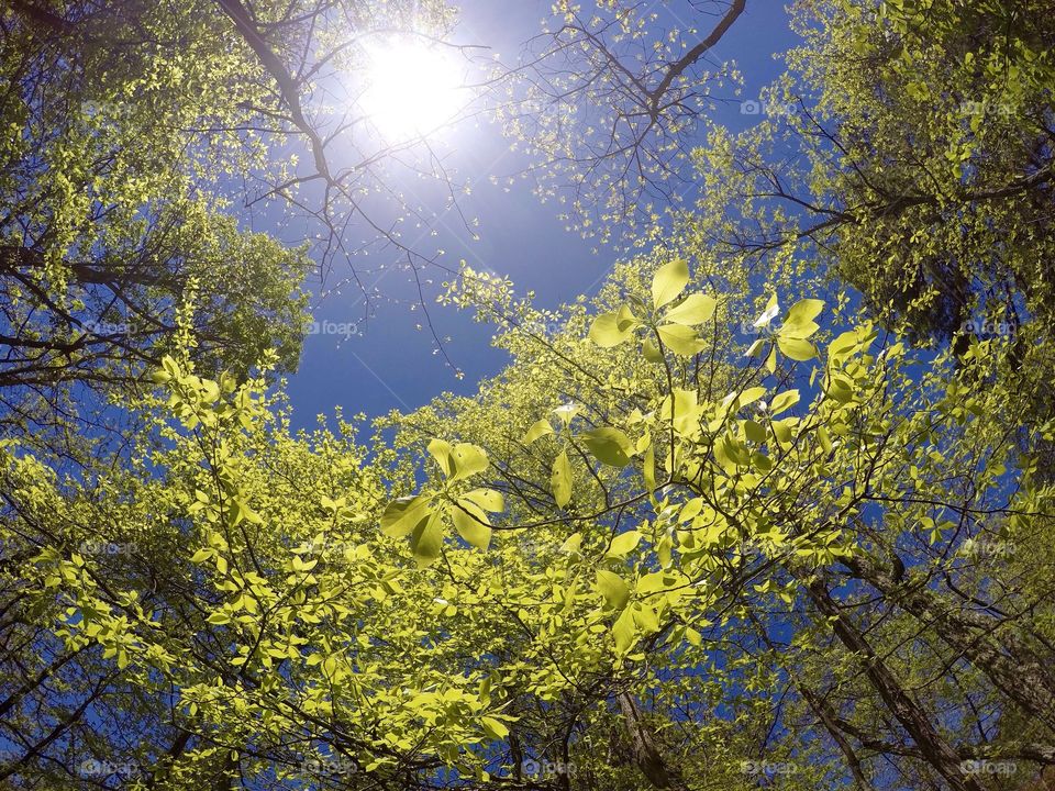 Springtime in the mountains of Virginia