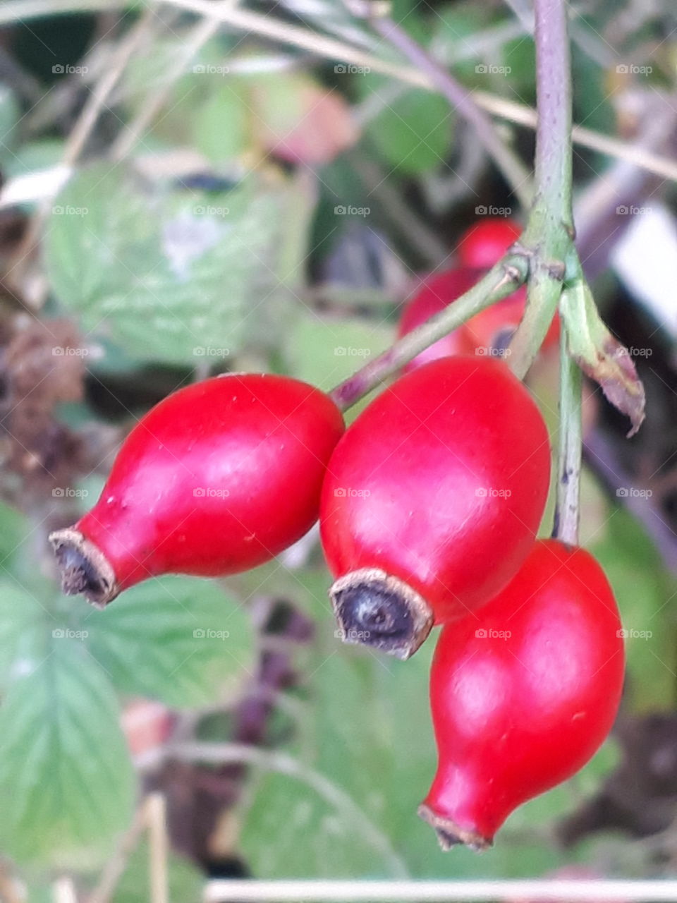 Rose Hips