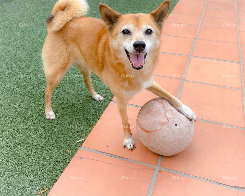 Happy Shiba Inu dog with her paw on a ball standing on tile and grass ready to play 
