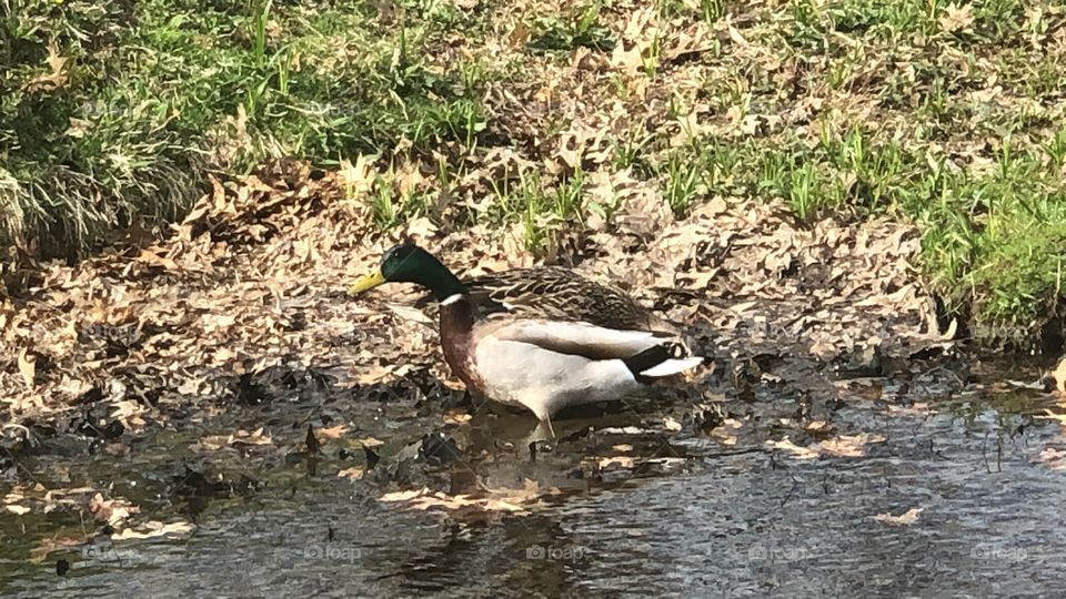 Boyfriend and girlfriend duck