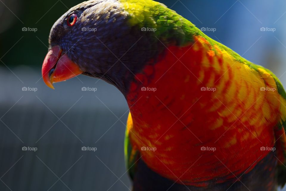 Inquisitive Rainbow Lorakeet 