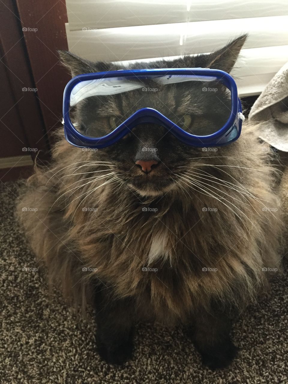 Cat prepared for deep dive.