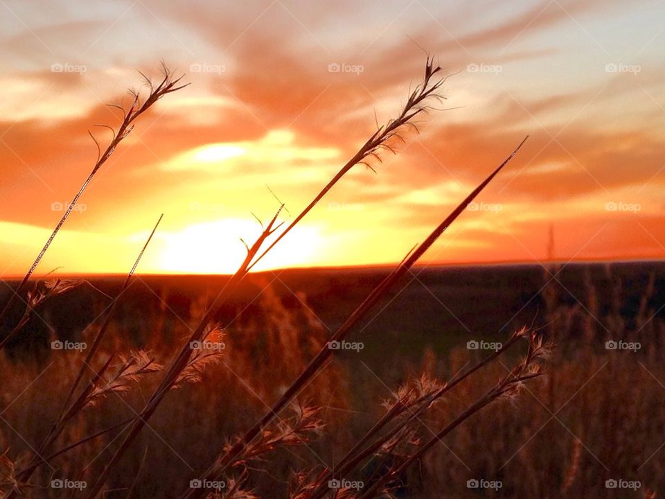 Native Grass Sunset