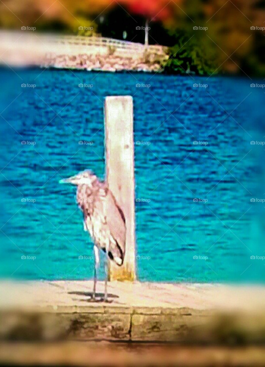 The Great Blue Heron!