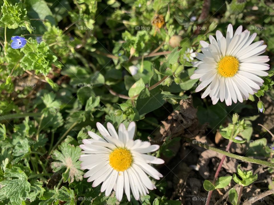 Flowers of the spring