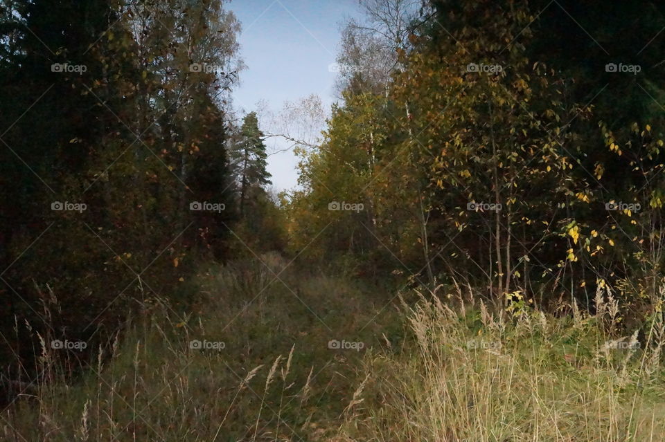 Лесной пейзаж