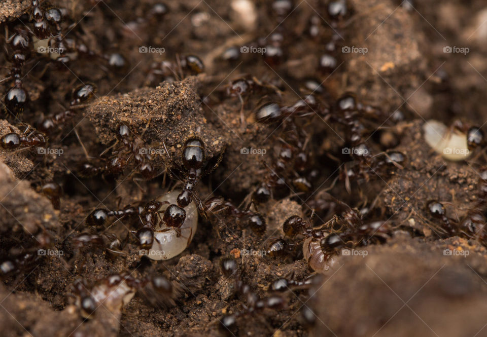 ants working with his eggs on nest