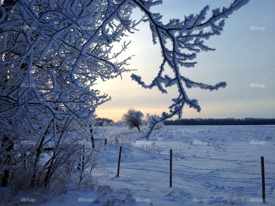 Snow-covered trees and fence