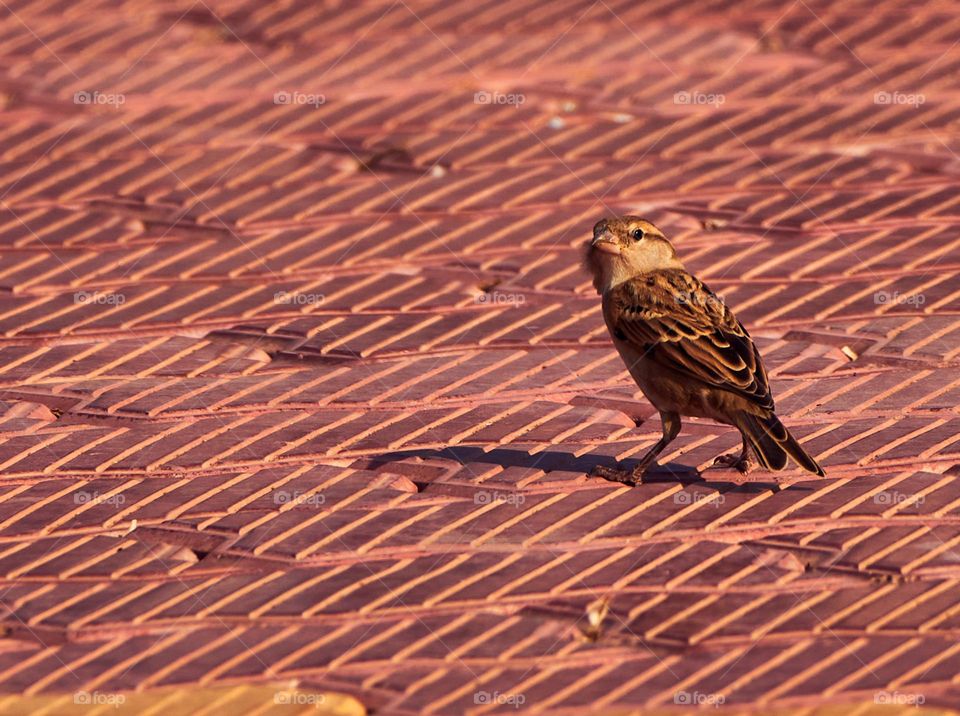 Bird photography - House sparrow - Matched background 