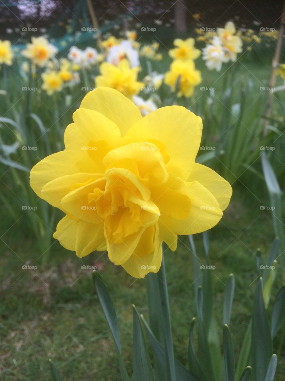 Beautiful yellow double daffodils creating a splash of colour in the spring garden.