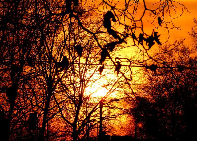 golden sunset