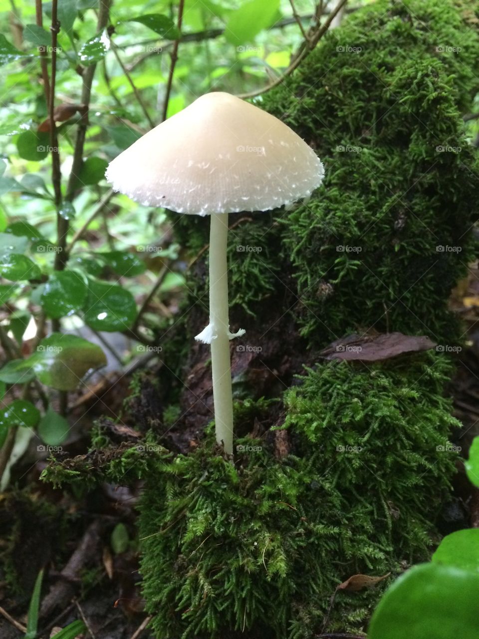 Mushroom 