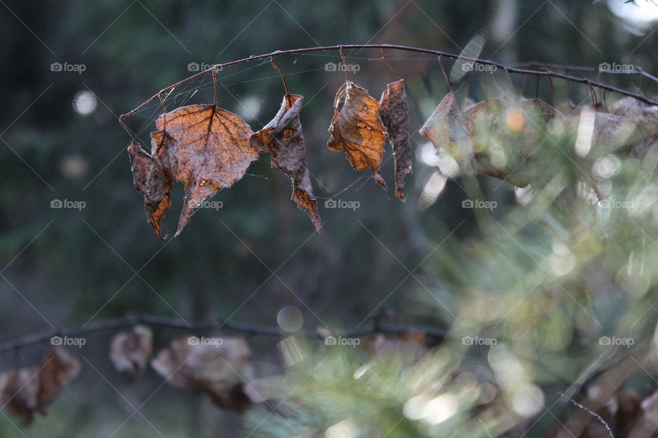 Forest poland light nature warmia mazury macro macrophotography leaves leaf 