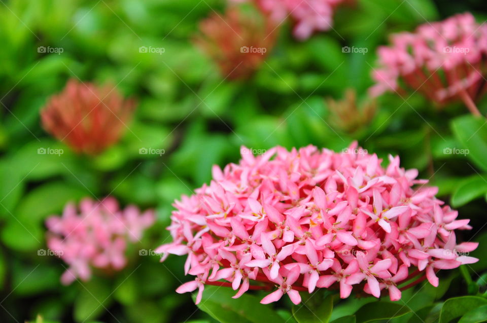 Ixora
