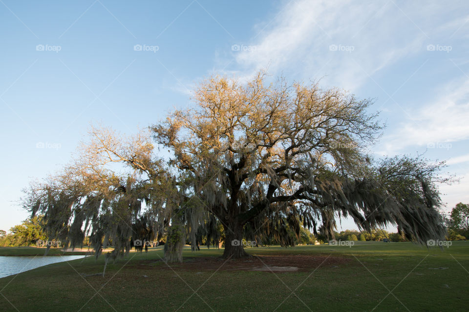 Tree, Landscape, No Person, Park, Nature