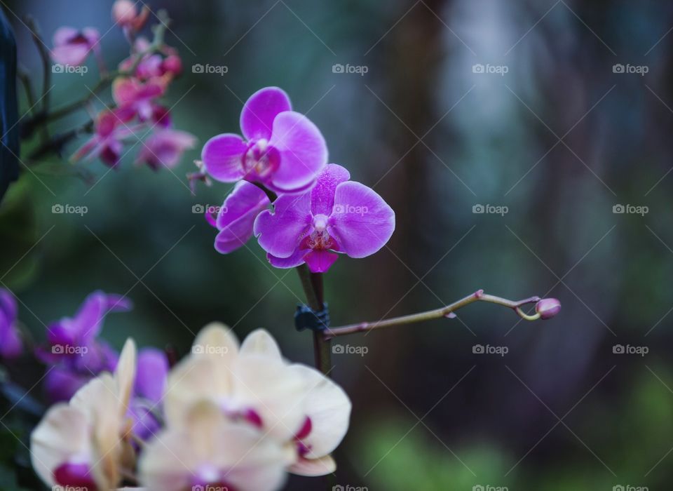 bundle of purple flowers