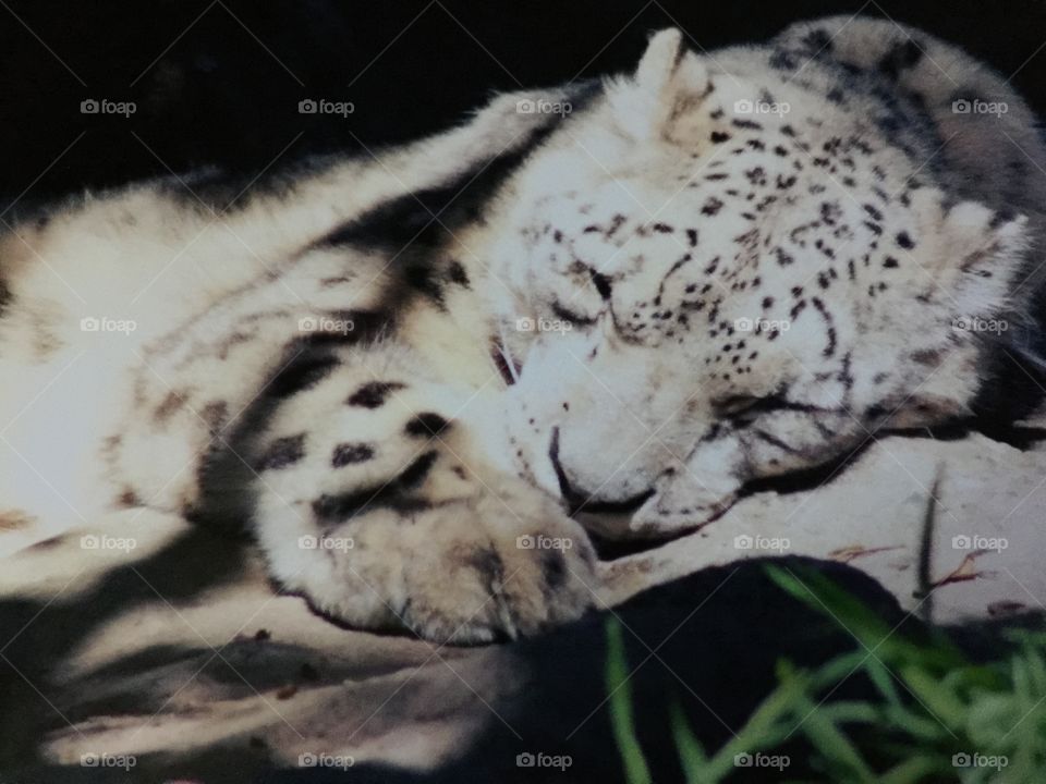 Sleeping Snow Leopard 