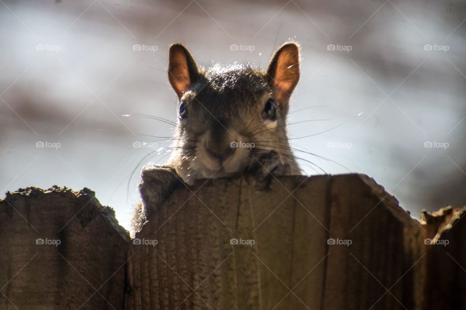 Squirrel on wooden fence