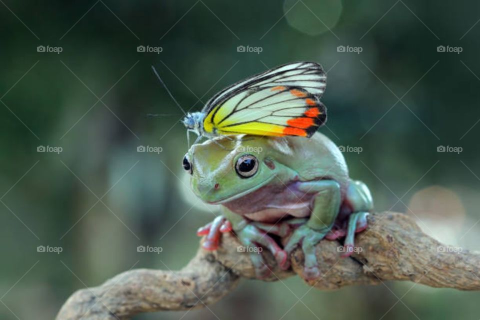 frog and butterfly