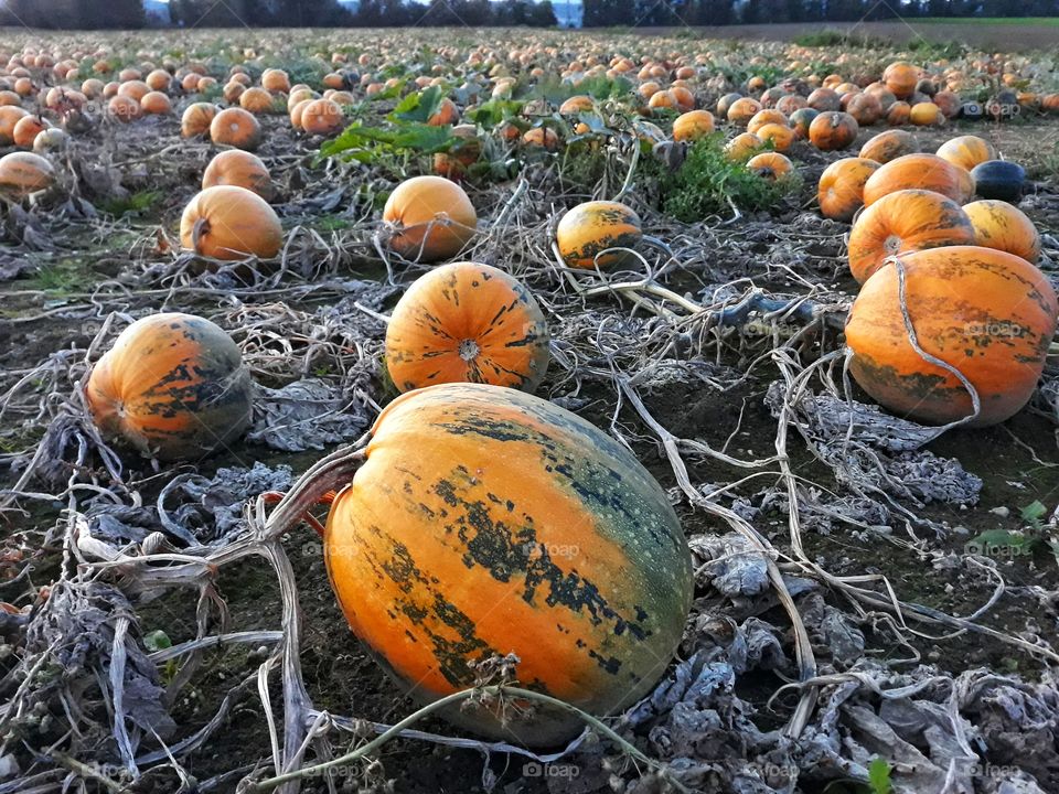 Pumpkins' world