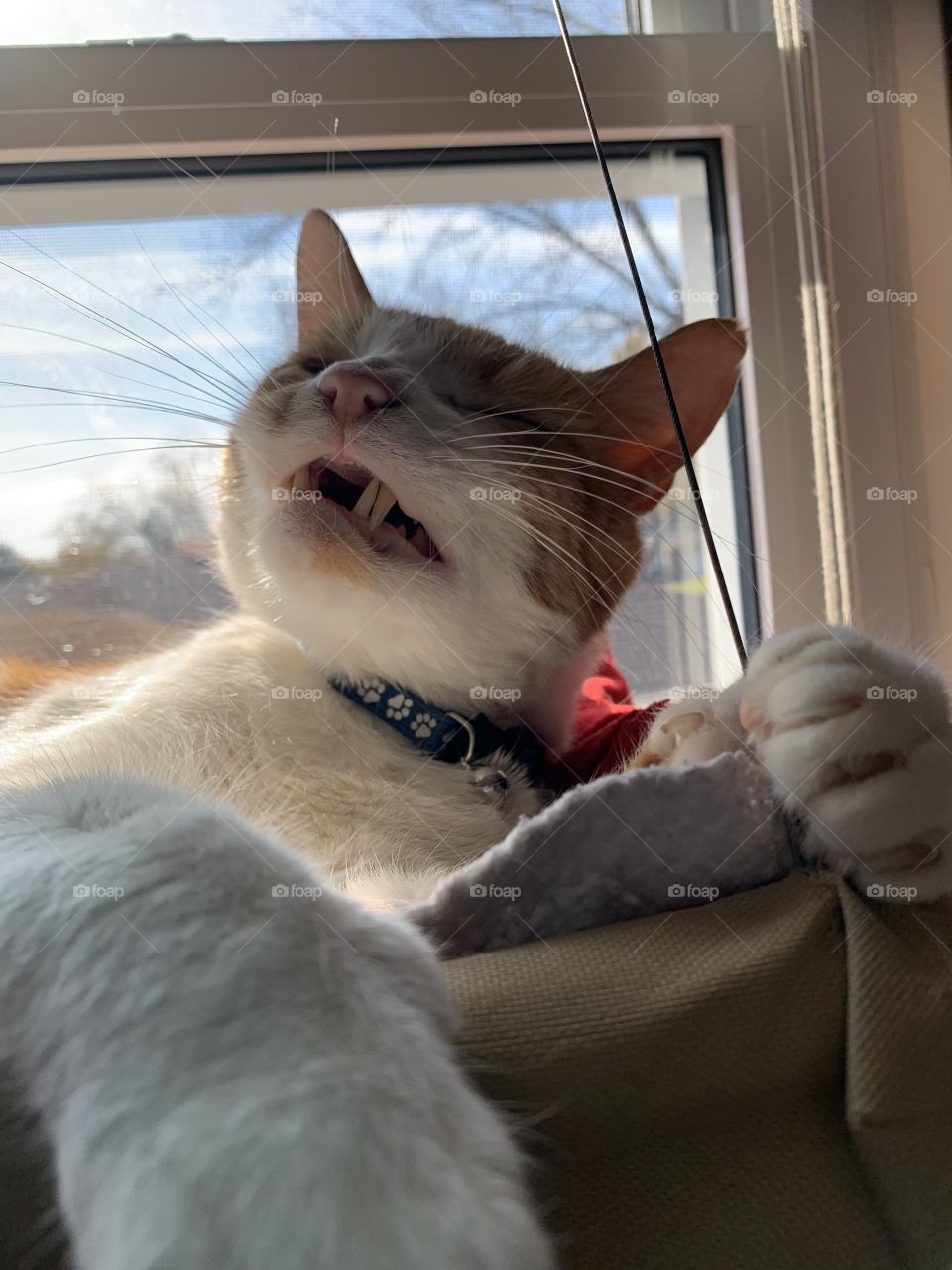 The cat does no real work, other than laze around, feed, bath itself, play, and then sleep. A good yawn must come before sleep. Maybe sneeze, too.