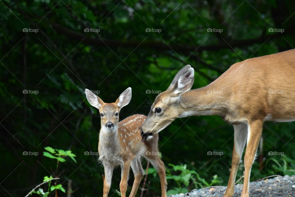 Fawn and mom 
