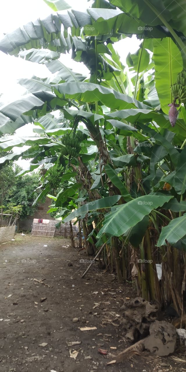 banana tree trees in the garden that grow lush green