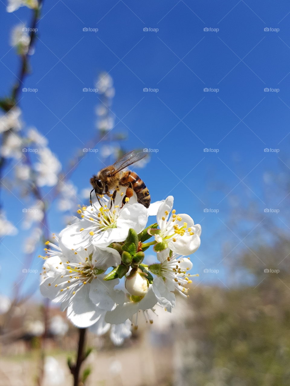 bee