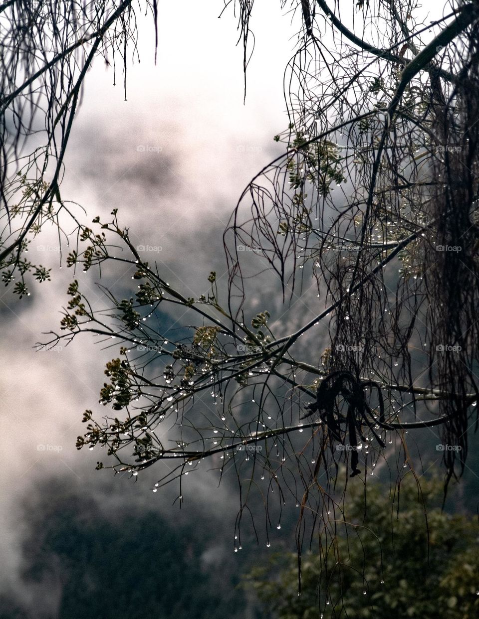 A Beautiful Rainy Weather in Himalyan Ranges