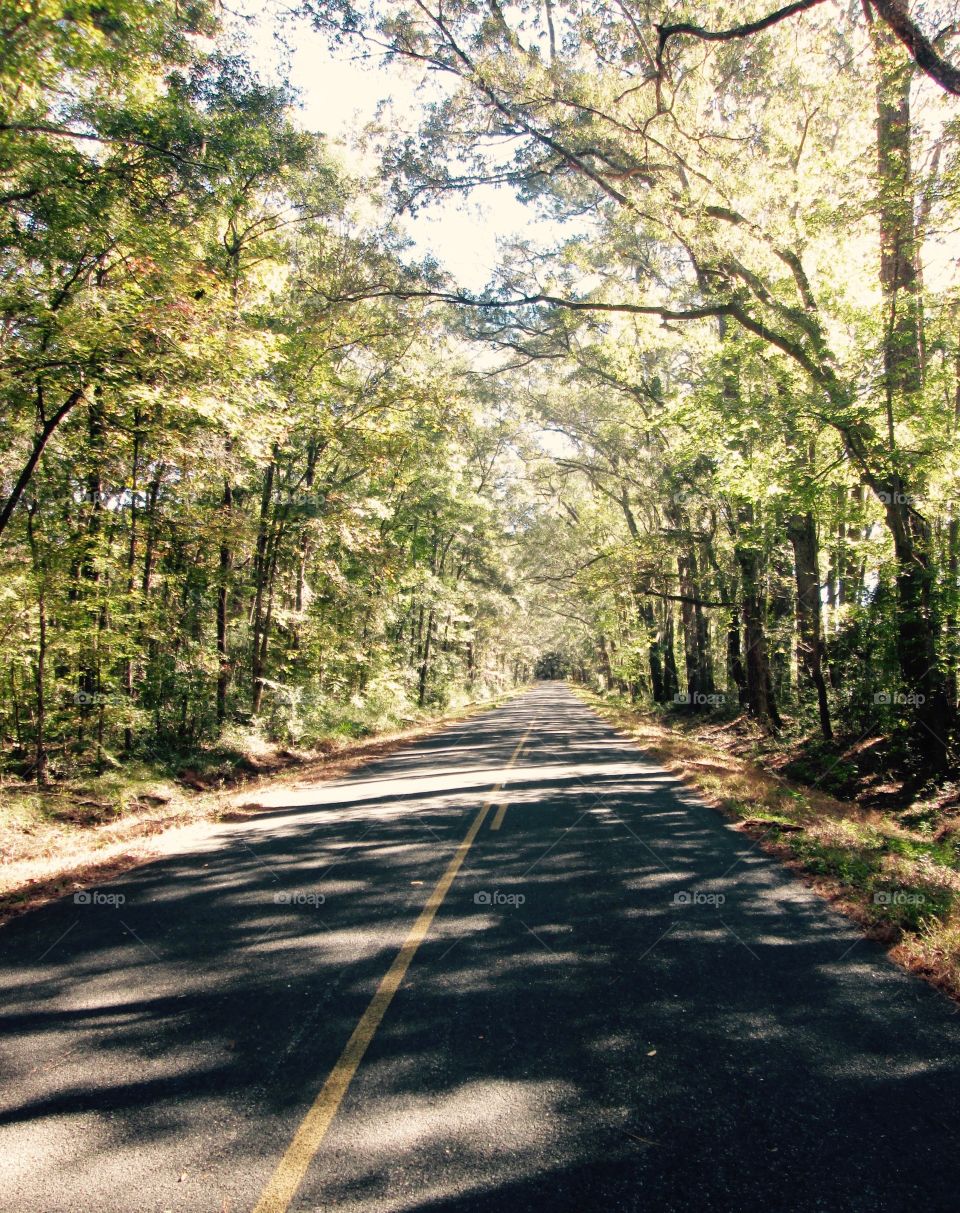 Lonely road in South Carolina