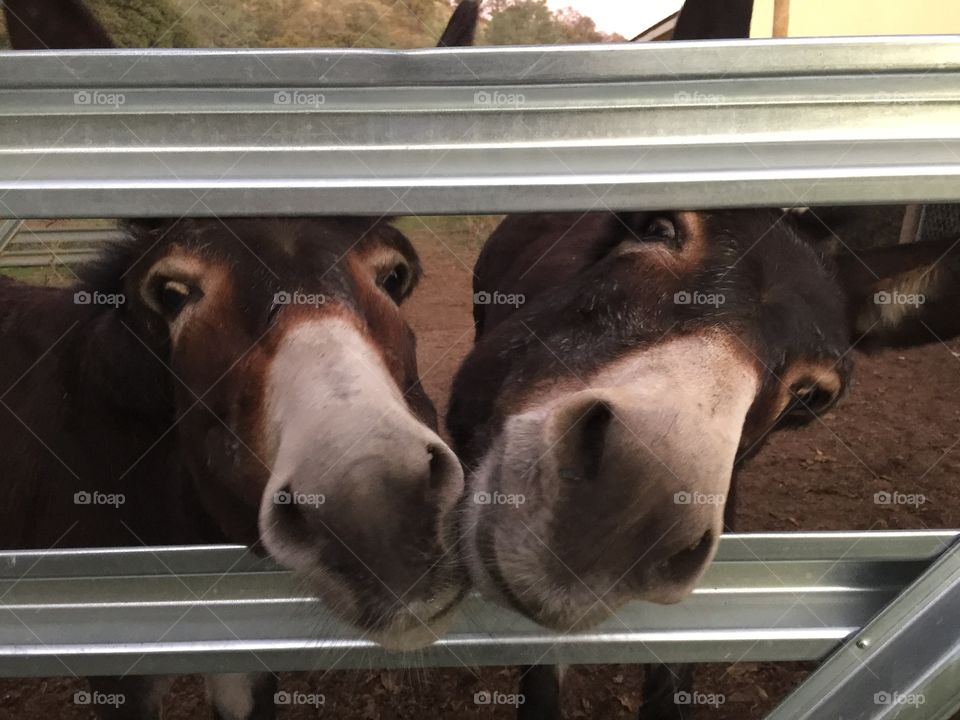 Two hungry donkeys 