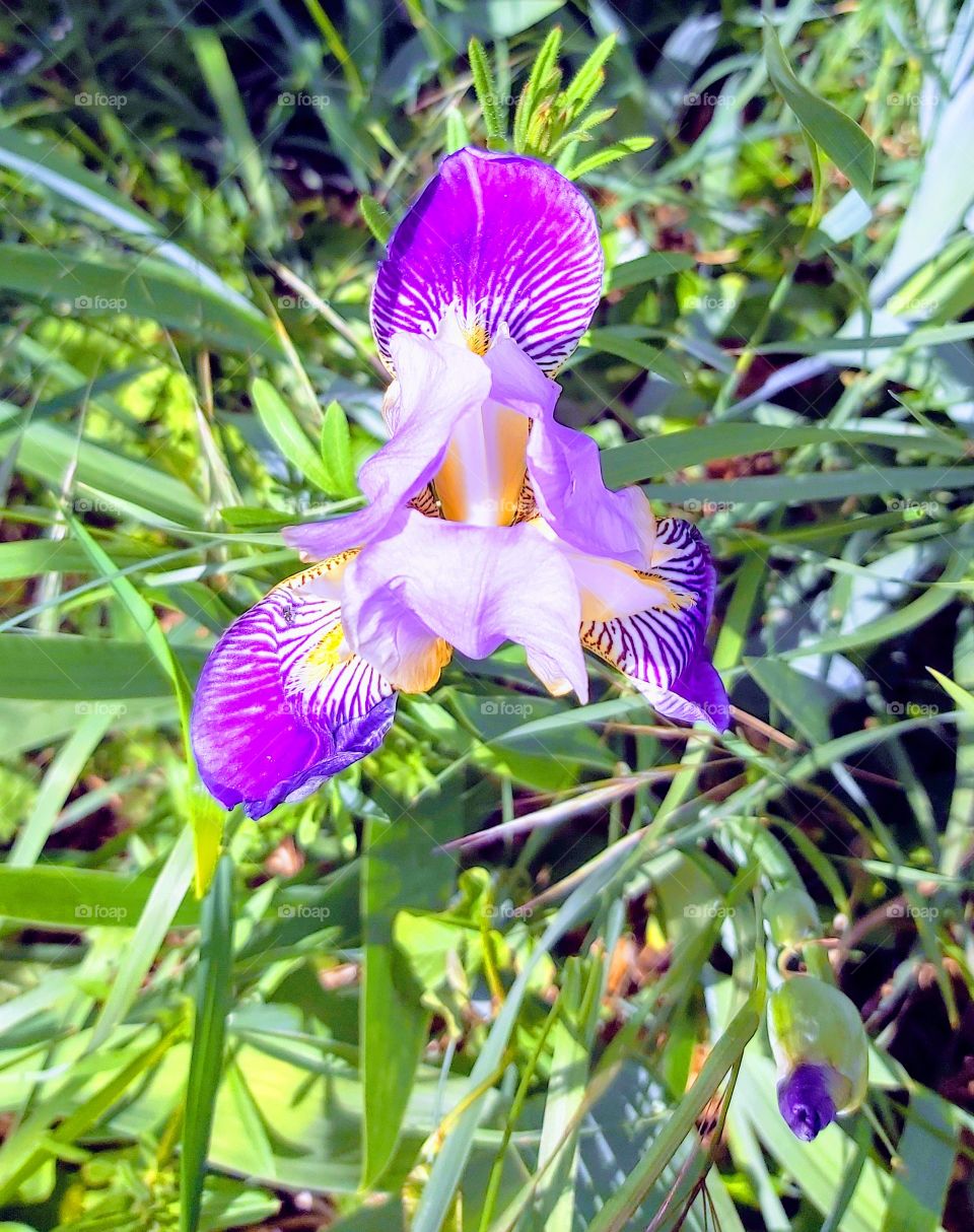 Iris