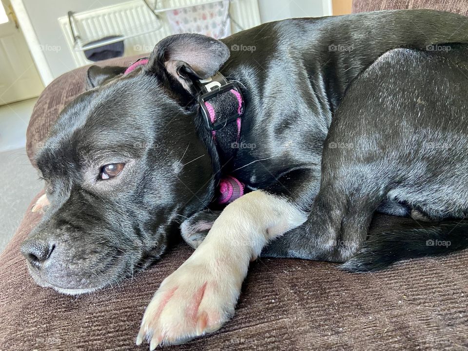 Bella the Staffie 🐶