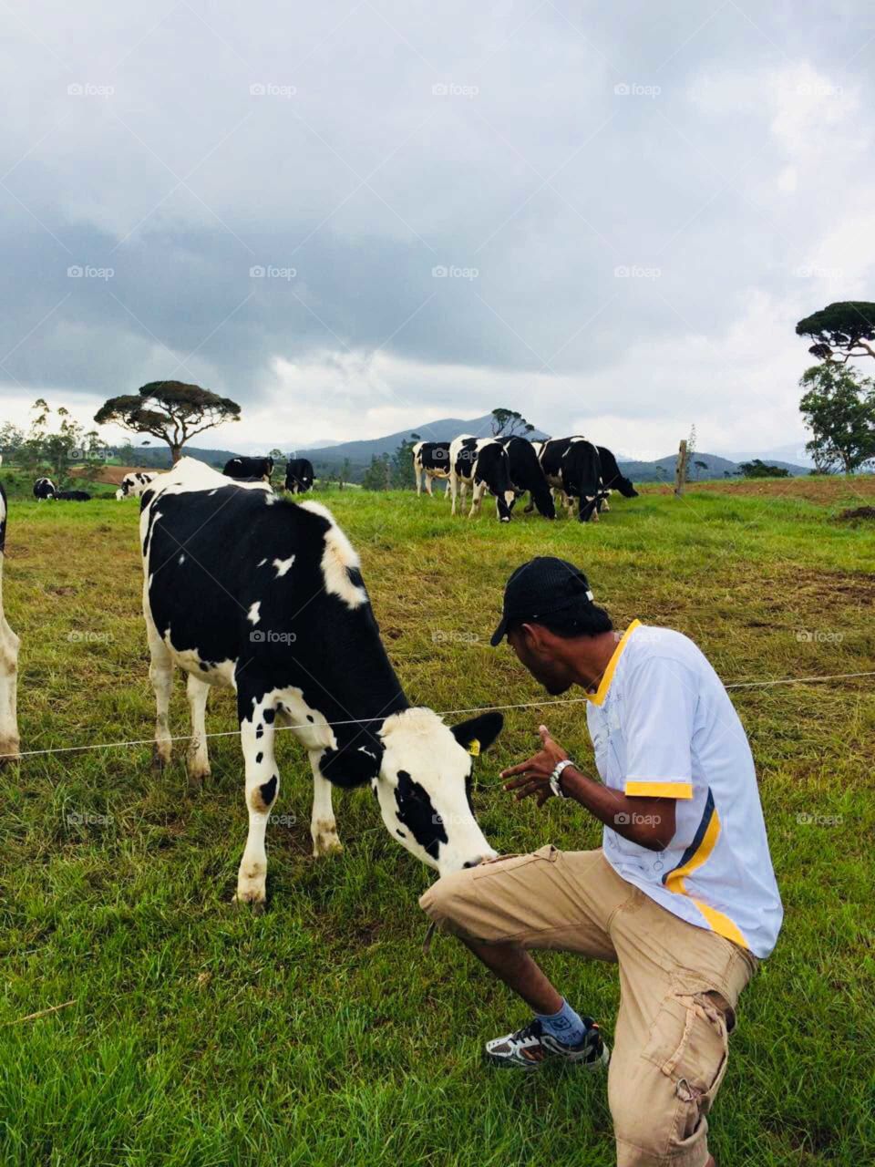 A man playing with cow