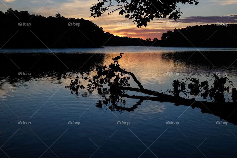 A silhouette of a great blue heron perched on a fallen tree, back lit by the reflection of the sunrise at Lake Johnson Park in Raleigh North Carolina. 