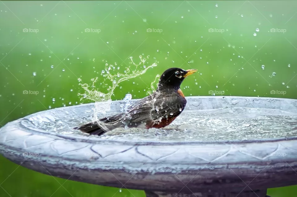 shawar bird