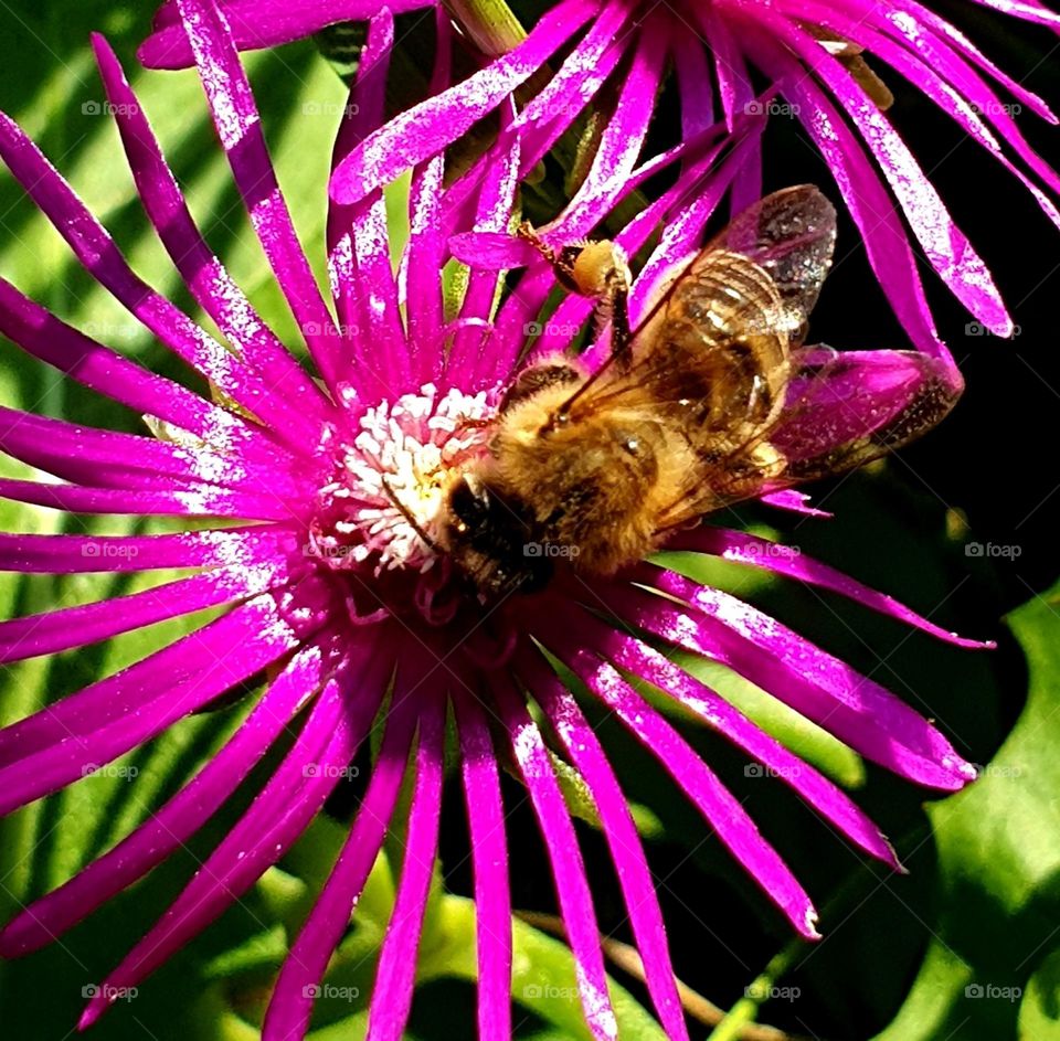 bee on work