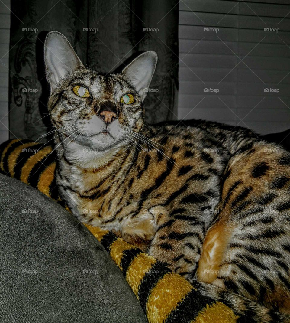 Beautiful Bengal Cat